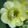 Primula Auricula Mary - Abriachan Nurseries